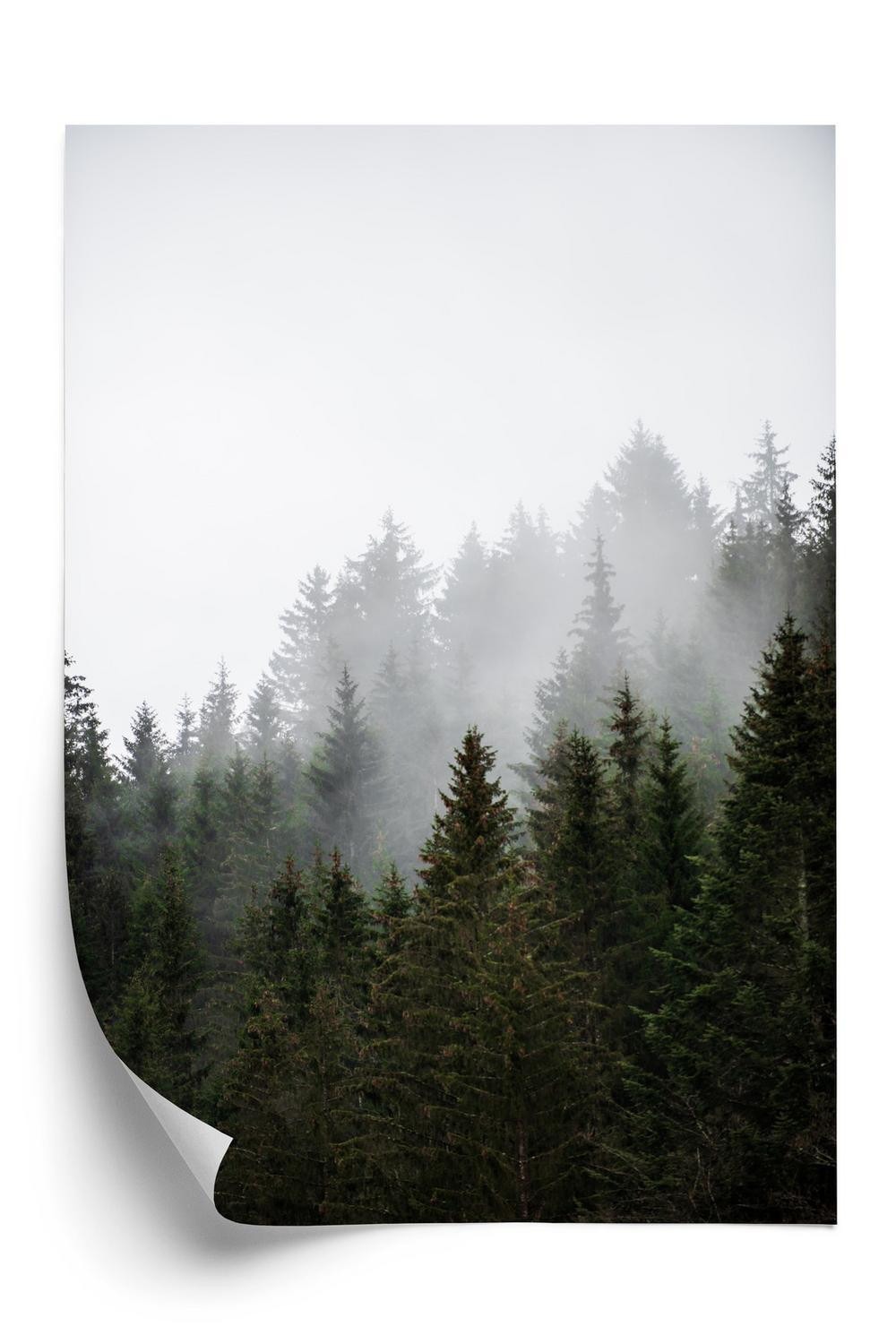 Plakat Tåge Over Trætoppene I En Bjergskov